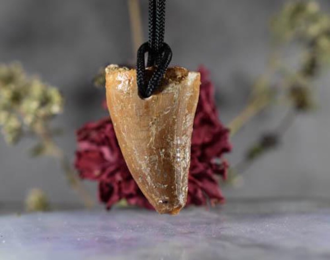 Dinosaur Fossil Tooth Pendant Mosasaur Tooth Pendant Fossil Tooth Pendant  Necklace