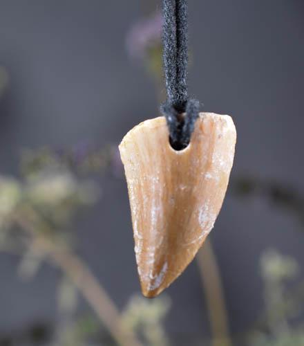 Velociraptor Spinosaurus Tooth Necklace Dinosaur Fossil Tooth