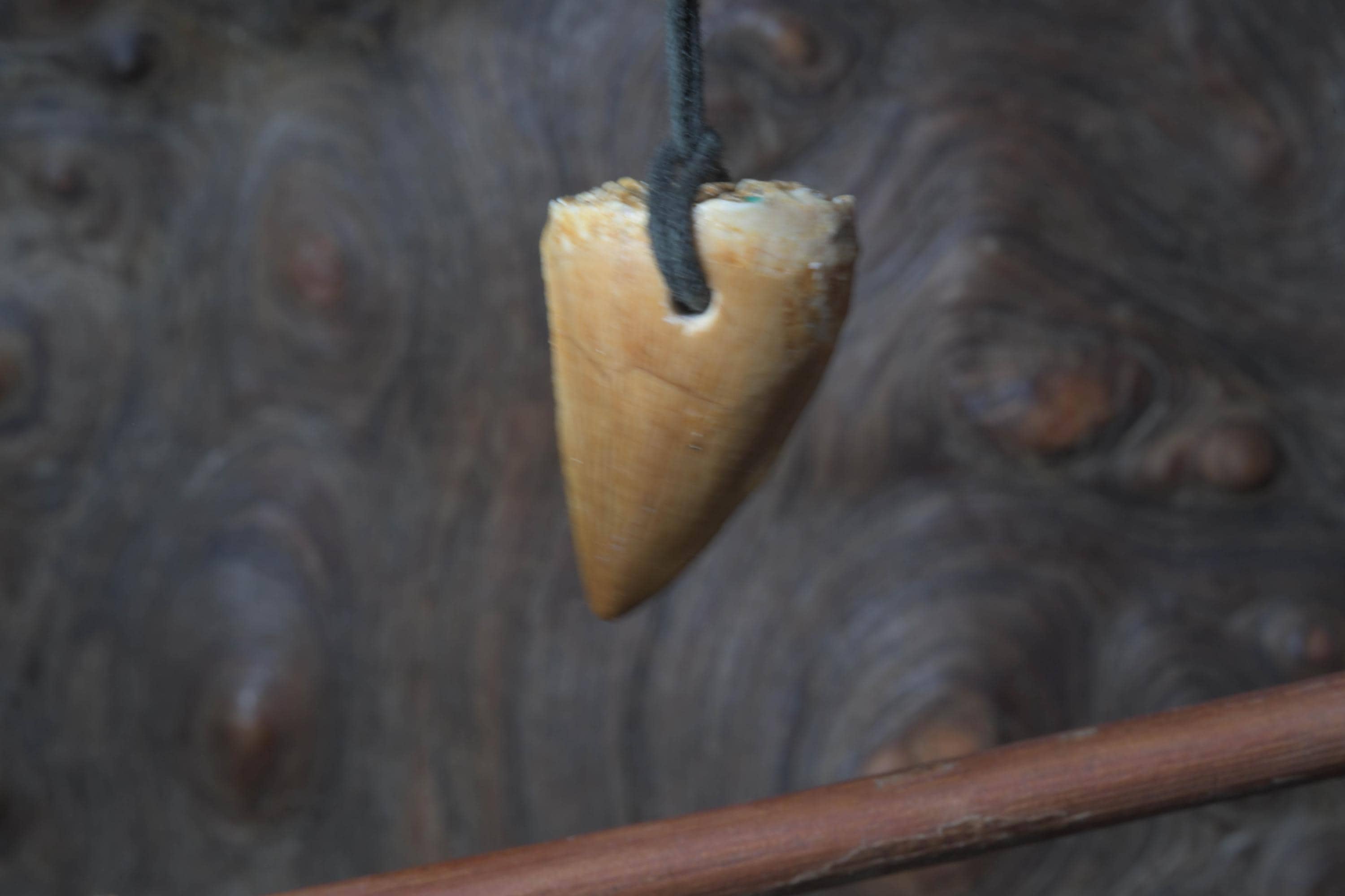 Dinosaur Mosasaur Fossil Tooth Pendant Necklace, Khouribga Morocco