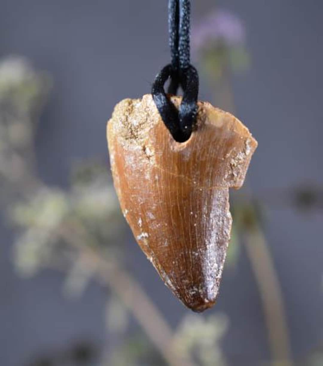 恐竜の化石の歯のペンダント モササウルスの歯のペンダント 化石の歯の