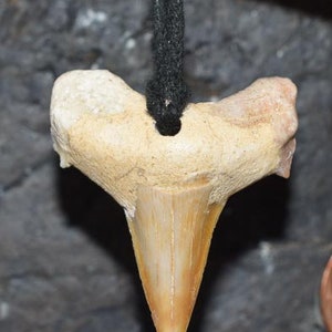 Shark fossil tooth Pendant Extinct Mackerel Shark Tooth Pendant Fossil Tooth Pendant Necklace
