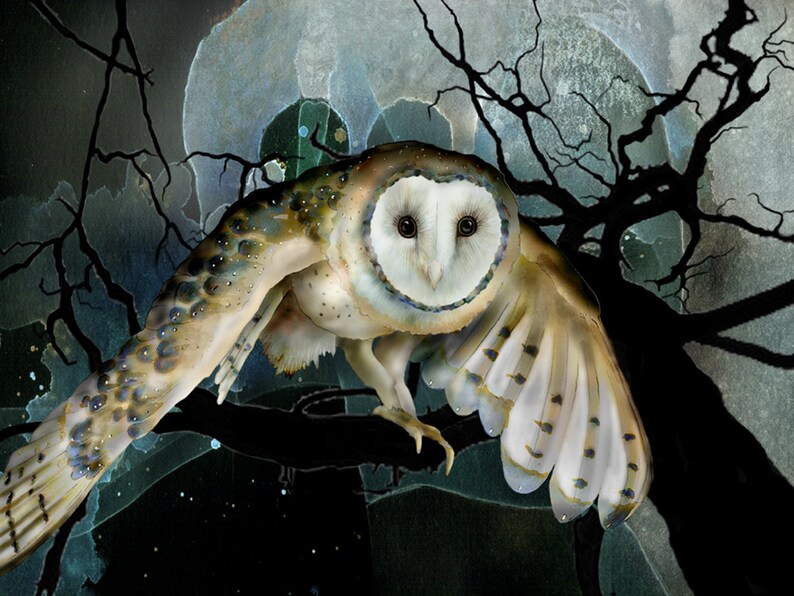 Barn Owl 11 signed fine art print 8x10 Owls Barn owls Bird Etsy