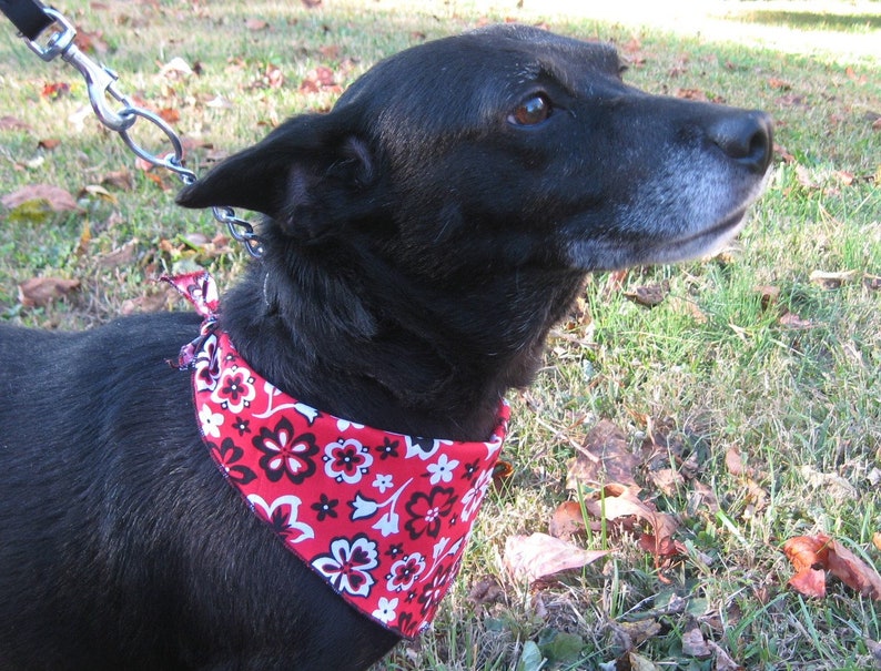 Peut inclure: Un chien noir portant un bandana rouge avec un imprim&eacute; floral blanc et noir. Le bandana est nou&eacute; autour du cou du chien.
