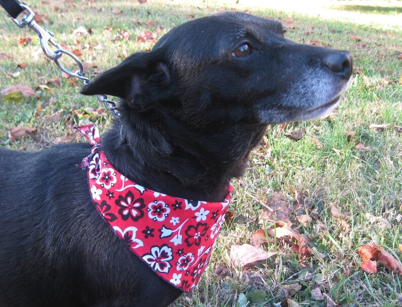 125 DOG GROOMING BANDANNAS 50 Small 50 Medium 25 Large Etsy