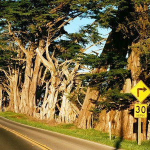 Cypress Trees along Shoreline Highway in Point Arena California Photo, Mendocino County California Photography, Manchester State Park