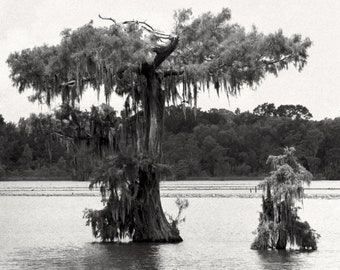 Swamp Cypress Trees on Lake Martin, Louisiana Black and White Photography,  Lafayette Louisiana, Louisiana Swamp Art