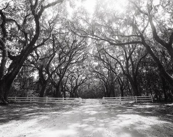 Savannah Black and White Photography, Wormsloe Plantation Avenue of Oaks, Large Botanical Wall Decor, Savannah Wall Art