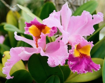 Purple Orchid Flower in Kauai Hawaii Photo, Tropical Wall Decor, Hawaiian Tropical Flower Photograph, Botanical Wall Art