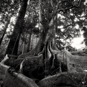 Huge Moreton Bay Fig Tree on Norfolk Island Australia, Black and White Photo Print, Australian Home Decor, Botanical Home Decor
