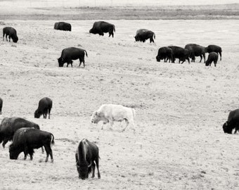 Albino Buffalo in Hartsel Colorado, Black and White Photography, Buffalo Herd Picture, Western Wall Decor - Limited Edition Print