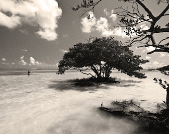 Anne&#39;s Beach Florida Keys Black and White Photography, Black & White Wall Art, Florida Photography, Mangrove Trees