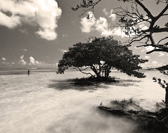 Anne's Beach Florida Keys Black and White Photography, Black & White Wall Art, Florida Photography, Mangrove Trees