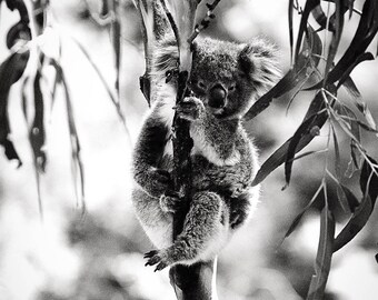 May include: A black and white photo of a koala bear clinging to a tree branch. The koala is looking to the side with its head tilted slightly. The koala's fur is thick and fluffy. The tree branch is bare and the background is blurred.