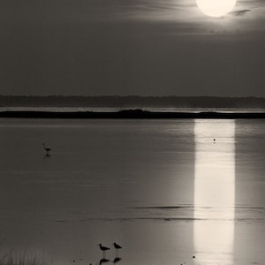 Port St Joe Florida Black & White Photo, Birds Fishing at Sunset, Black and White Florida Photography, Beach House Decor
