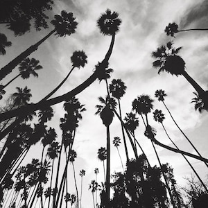Los Angeles California Black and White Photo, California Dreaming, Palm Trees at LA Arboretum, Dreamy Black & White Decor