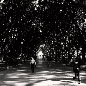 Hyde Park Sydney Australia, Black and White Photography, Black & White Home Decor, Australia Photo