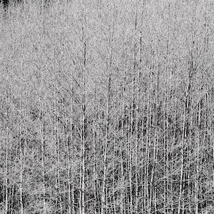 Black and White Photography, Dormant Aspen Grove in Leadville Colorado, Rocky Mountains Art, Rustic Cabin Decor