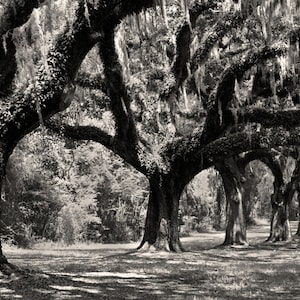 Boone Hall Plantation Black and White Photography, Avenue of Oaks, Charleston South Carolina, Black & White Wall Decor