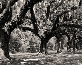 Boone Hall Plantation Black and White Photography, Avenue of Oaks, Charleston South Carolina, Black & White Wall Decor