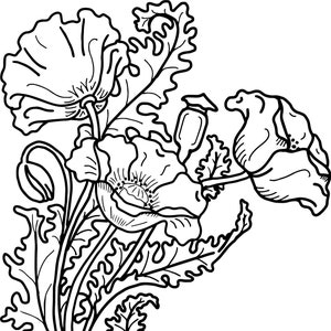 以下が含まれることがあります： ケシの花の白黒線画イラスト。この画像には、開いた花、つぼみ、葉が詳細なアウトラインで描かれています。花は繊細で複雑なデザインで、塗り絵やクラフトプロジェクトに最適です。