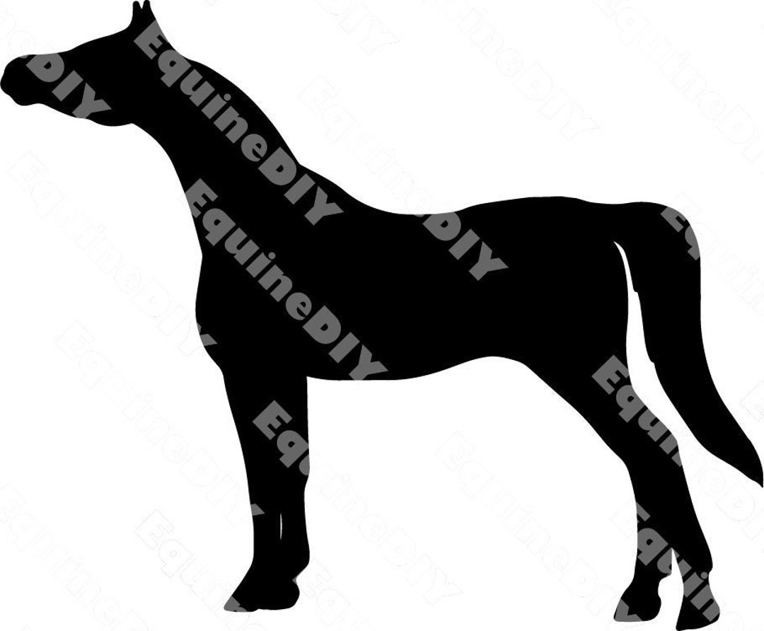 Horse Clipart Arabian Horse Halter Standing Show Logo Cups Horseshow