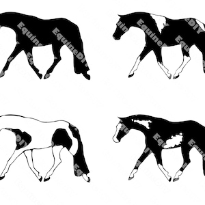 4 Paint Pinto Traber Clip Art Set Hunter Under Saddle AQHA, APHA, PTHA, Solid Paint Bred, für individuelle Auszeichnungen, Tassen, T-Shirts, Logos