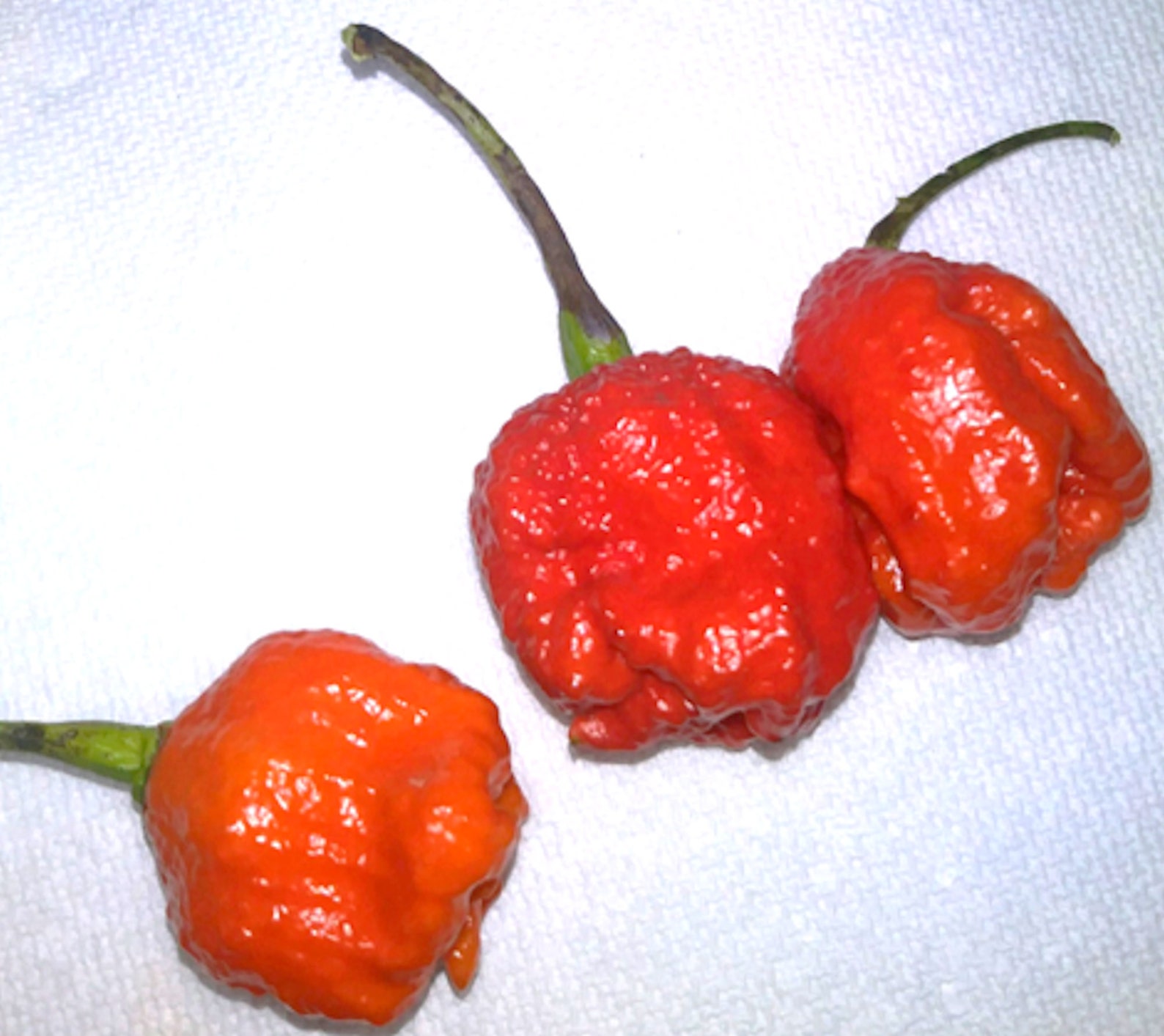 reaper pepper vs ghost pepper reaper pepper vs ghost pepper