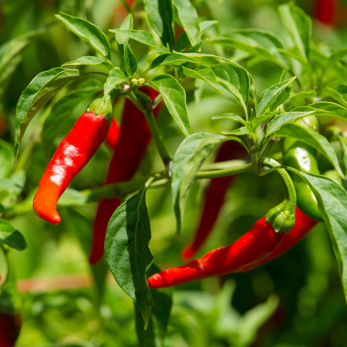 Farm Fresh Cayenne Pepper Pods Organic Nongmo Etsy