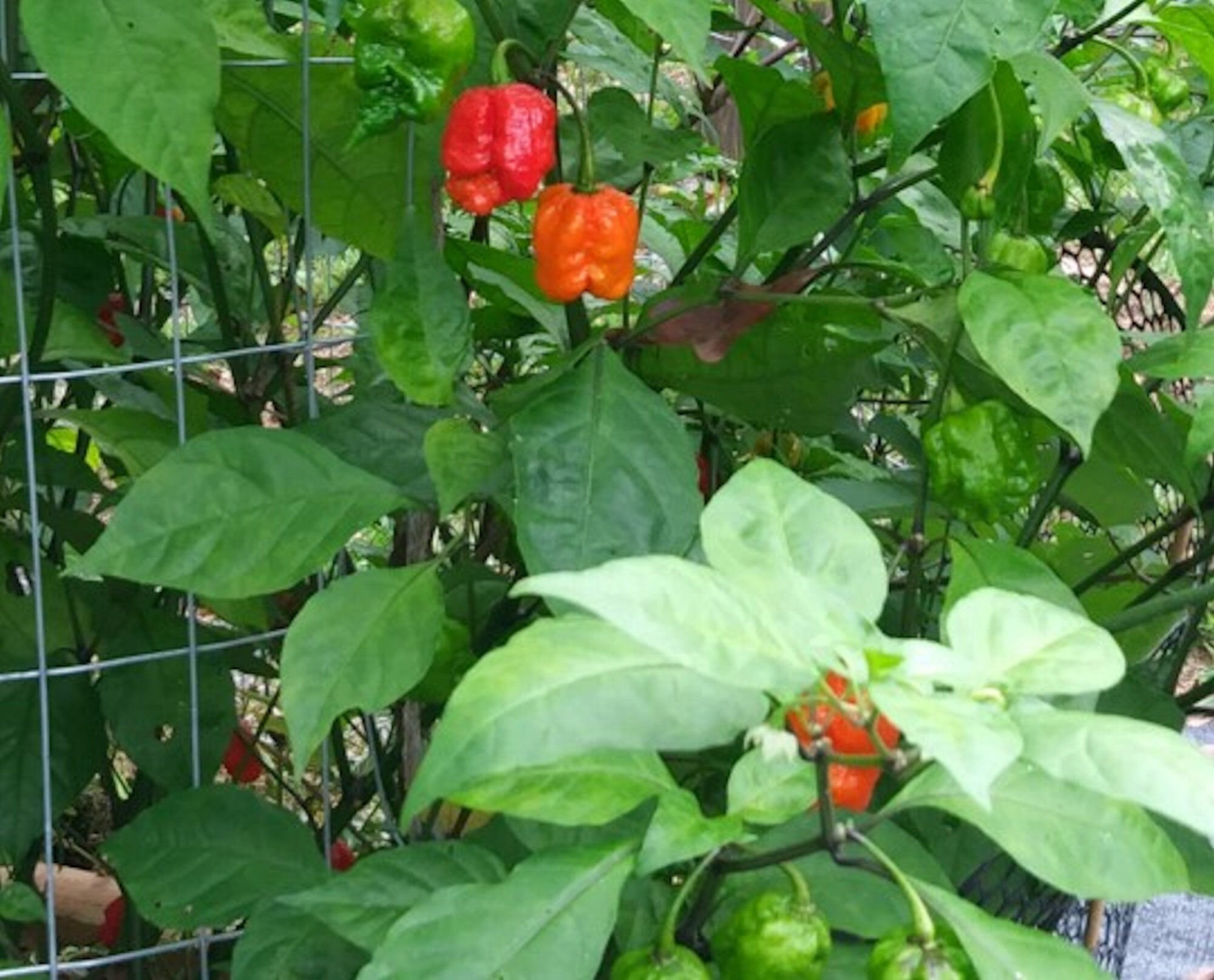 buy carolina reaper plant buy carolina reaper plant
