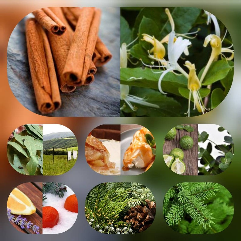 Puede incluir: Un collage de im&aacute;genes con varios aromas naturales, incluyendo canela en rama, flores de madreselva, hojas de laurel, pastel de manzana, c&iacute;tricos, agujas de pino y ramas de abeto.