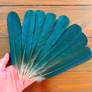8 Black Feathers: Naturally Molted Hooded Crow Feathers, Cruelty Free, Clean, Europe, Magic Rituals, 8.5&quot; 21cm
