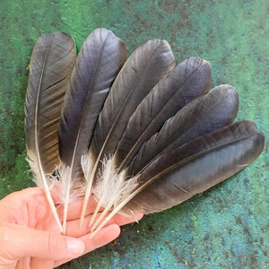 Black Crow Feathers Set, 6 Natural Dark Real Bird Feathers, Hooded Crow, Naturally Molted, Cruelty Free, Magic Rituals Witchcraft 7&quot; 18cm