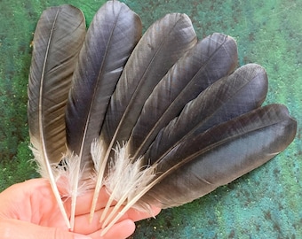 6 Black Hooded Crow Feathers, Wild Bird Cruelty Free Plumage, Naturally Molted, Europe 7" 18cm