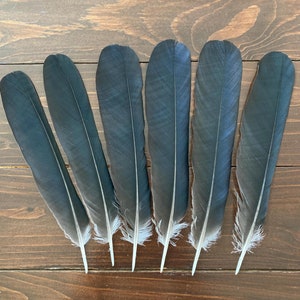 6 Black Crow Feathers, Hooded Crow, Natural Dark Real Bird Feathers, Cruelty Free, Naturally Molted, Magic Rituals Witchcraft 8&quot; 20cm