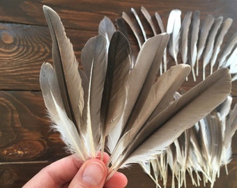 31 Natural Feathers, Small Gray & White Feathers, Cruelty Free, Juvenile Mute Swan Feathers, Real Bird Feathers, Craft, Ritual 4-5in, 13cm