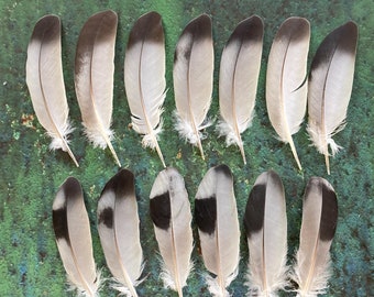 13 Gray Black Pigeon Feathers, Dark Top Wild Bird Cruelty Free Plumage, Europe Estonia, 4" 11cm