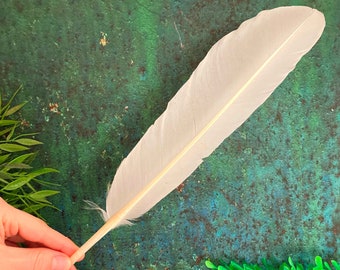 Pluma natural, pluma blanca de lage, pluma de caligrafía, pluma de ala de cisne mudo, pluma de pájaro real, rituales mágicos, libre de crueldad 14 en 35 cm