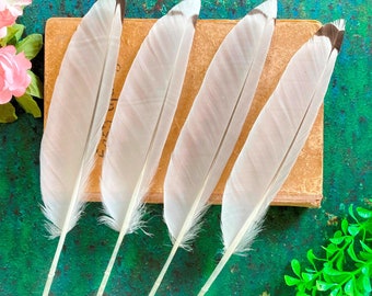 4 Herring Gull Flight Feathers, Gray White Cruelty Free Plumage for Calligraphy from Europe 10.5" 27cm