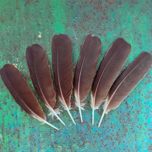 Black Crow Feathers, 6 Hooded Crow Natural Dark Real Bird Feathers, Cruelty Free, Naturally Molted, Magic Rituals Witchcraft 7&quot;-8&quot; 18-20cm