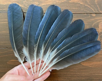 7 Black Hooded Crow Feathers, Natural Cruelty Free wild Bird Plumage, Naturally Molted, Europe 7" 18cm