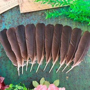 Black Crow Feathers, 10 Natural Real Dark Bird Feathers, Hooded Crow, Naturally Molted, Cruelty Free, Magic Rituals Witchcraft 7&quot; 18cm