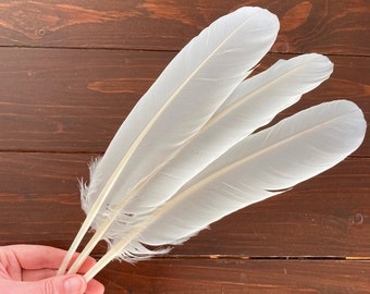 Large Natural Feathers, 3 Large White Mute Swan Wing Feathers, Calligraphy Quill, Magic Rituals, Cruelty Free 13in 33cm