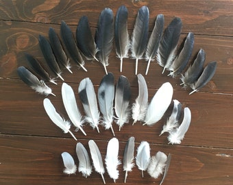 31 Natural Feathers Mix, White Swan Down Feathers, Genuine Black Hooded Crow, Gray Pigeon, Herring Gull, Cruelty Free, Magic Rituals