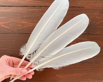 Large Natural Feathers, 3 Perfect Large White Mute Swan Wing Feathers, Calligraphy Quill, Magic Rituals, Cruelty Free 12.5in 32cm