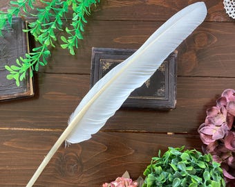 Huge Feather, Large White Mute Swan Flight Feather, Writing Calligraphy Quill, Cruelty Free, Europe 17" 43cm