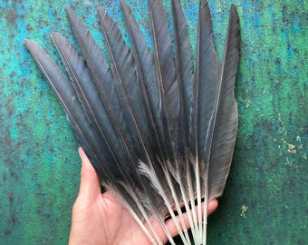 9 Black Hooded Crow Flight Feathers, Cruelty Free Wild Bird Plumage from Europe, Naturally Molted 10" 26cm