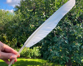Large Feather, Mute Swan White Flight Feather, Cruelty Free, Naturally Molted, Writing Quill, Estonia 15" 38cm