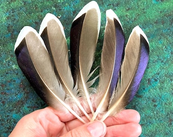 5 Mallard (Duck) Feathers: Iridescent Blue & Gray Wild Bird Plumage from Europe, Cruelty Free, Craft Supply, 4.5" 11cm