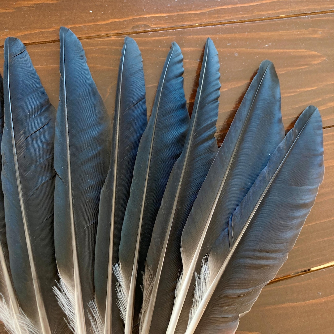 Black Crow Feathers 8 Natural Dark Real Bird Feathers Hooded Crow black-crow-feathers-8-natural-dark-real-bird-feathers-hooded-crow