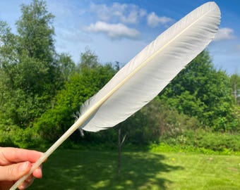 Enorme piuma di cigno reale bianca, cruelty-free, penna per calligrafia, ritrovata su una spiaggia europea, 41 cm (16").